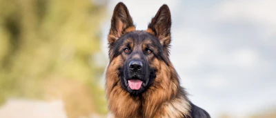Royal Canin Research 5132026 0 Th Lk7 Mwqd