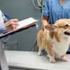 Veterinarian Taking Care Pet Dog