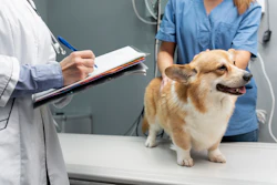 Veterinarian Taking Care Pet Dog