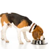 Beagle Eating 2 A Giztqqan