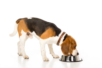 Beagle Eating 2 A Giztqqan