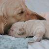 Golden Retriever And Puppy Romischmidswitzerland Pixabay lfkdkfq Jux