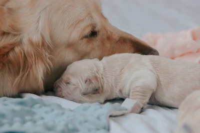 Golden Retriever And Puppy Romischmidswitzerland Pixabay lfkdkfq Jux