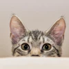 Peeking Cat Guvo59 Pixabay th Kk Pq Rj77