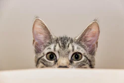 Gray tabby cat with green eyes peeking over white surface against neutral background