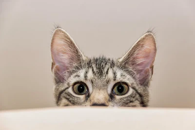 Peeking Cat Guvo59 Pixabay th Kk Pq Rj77
