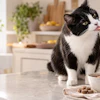 Black and white cat being offered food with a brush in a bright, modern kitchen with plants and bowls on the counter