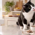 Black and white cat being offered food with a brush in a bright, modern kitchen with plants and bowls on the counter