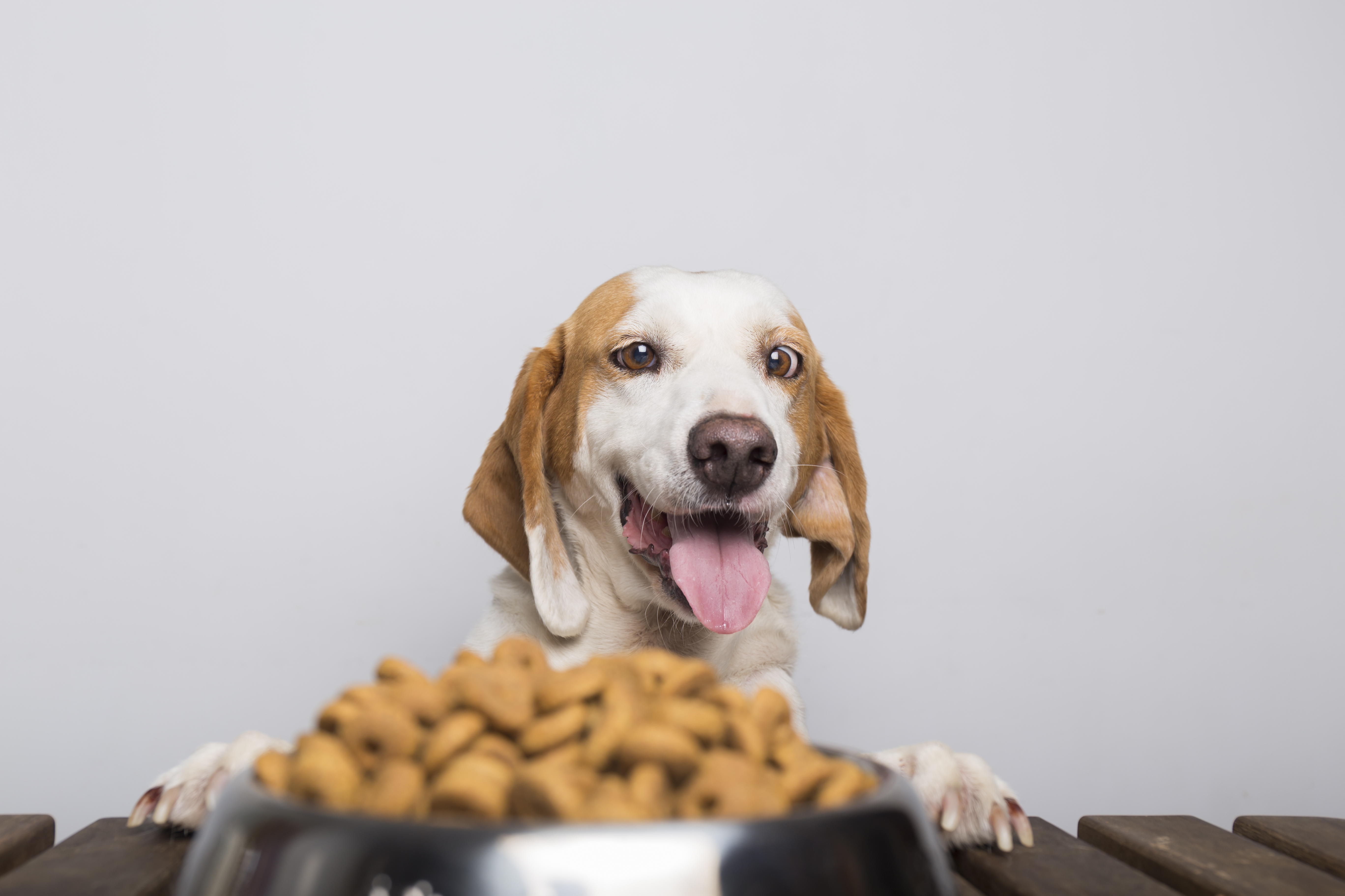 Happy beagle with tongue out looking at bowl of dog food