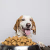 Happy beagle with tongue out looking at bowl of dog food