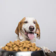 Happy beagle with tongue out looking at bowl of dog food