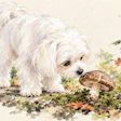 Cachorrinho branco cheira um cogumelo cercado de plantinhas
