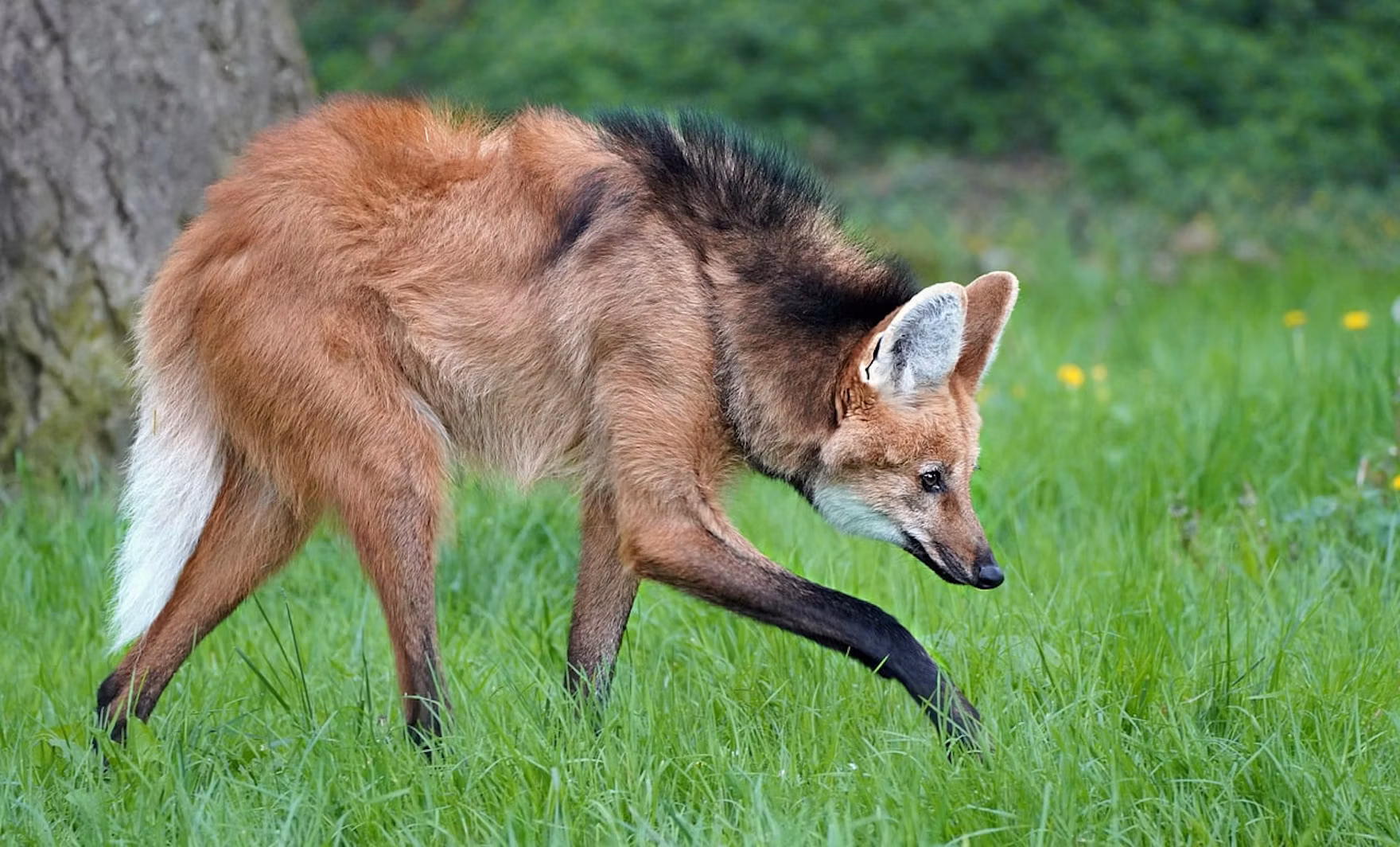Brown and tan coyote walking through green grass near a tree trunk