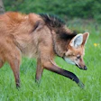 Brown and tan coyote walking through green grass near a tree trunk