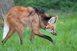 Brown and tan coyote walking through green grass near a tree trunk