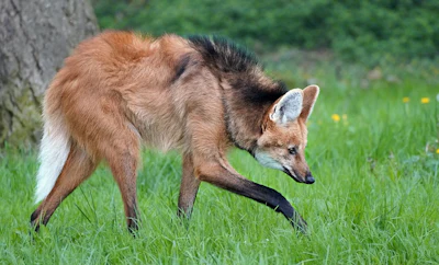 Brown and tan coyote walking through green grass near a tree trunk